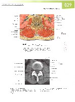 Sobotta  Atlas of Human Anatomy  Trunk, Viscera,Lower Limb Volume2 2006, page 36